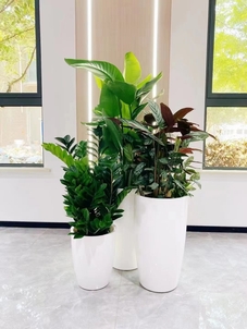 专业植物租赁，宁波海曙打造绿色空间新体验